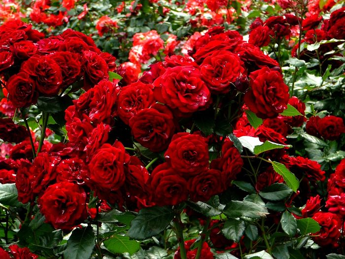 цветы красные Розы